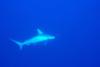Requin marteau par 50 m de fond